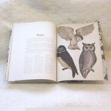 Animalium: Welcome to the Museum, Beautiful Large Format Book, Ages 8-adult