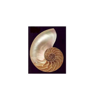 Nautilus Blank Greeting Card